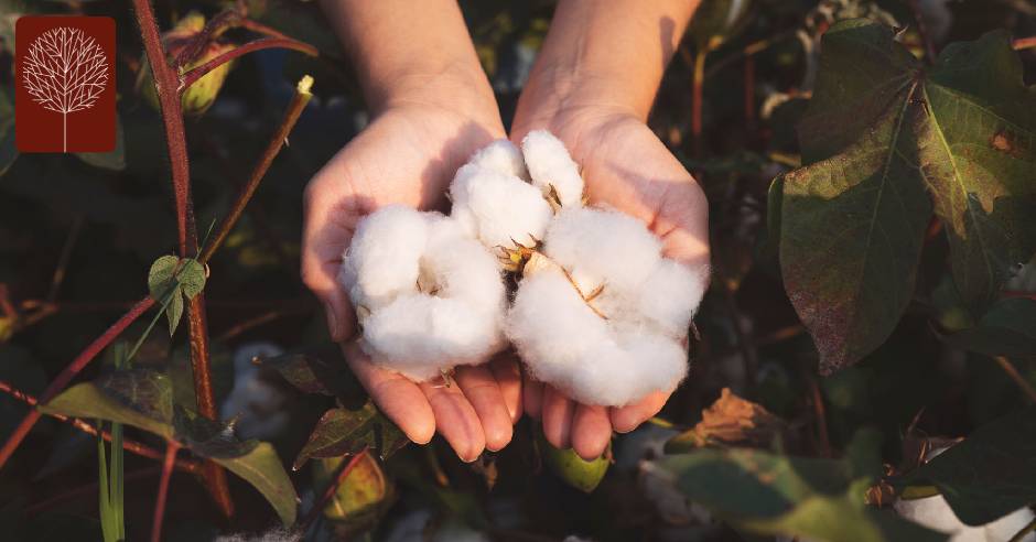 ¿De qué se trata el algodón orgánico y por qué optar por él?